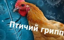 Информация от ветеринарного надзора