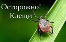 Чем опасны клещи