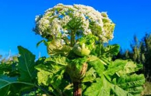 Обрезка соцветий борщевика